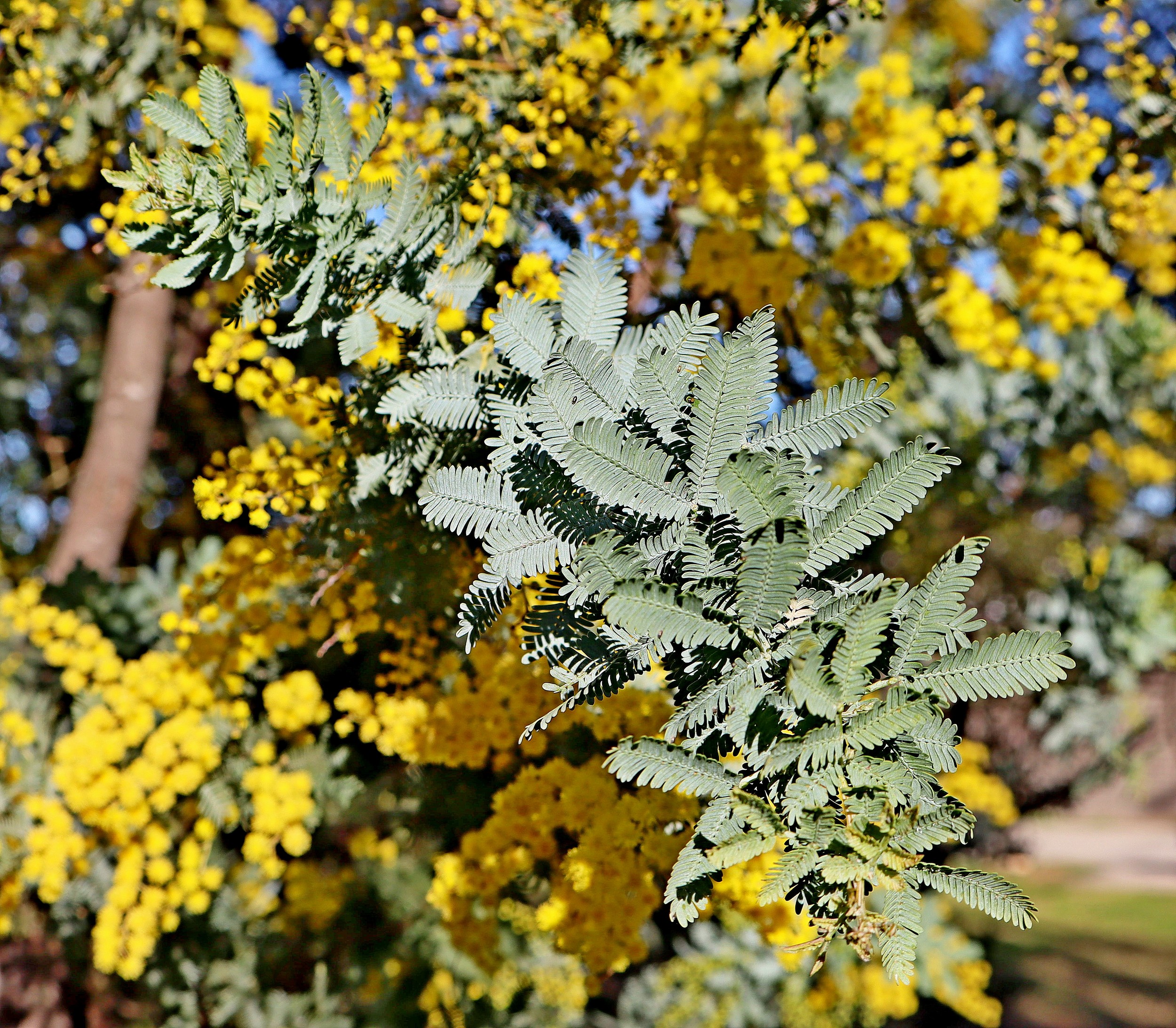 Cootamundra Wattle, Lapstone