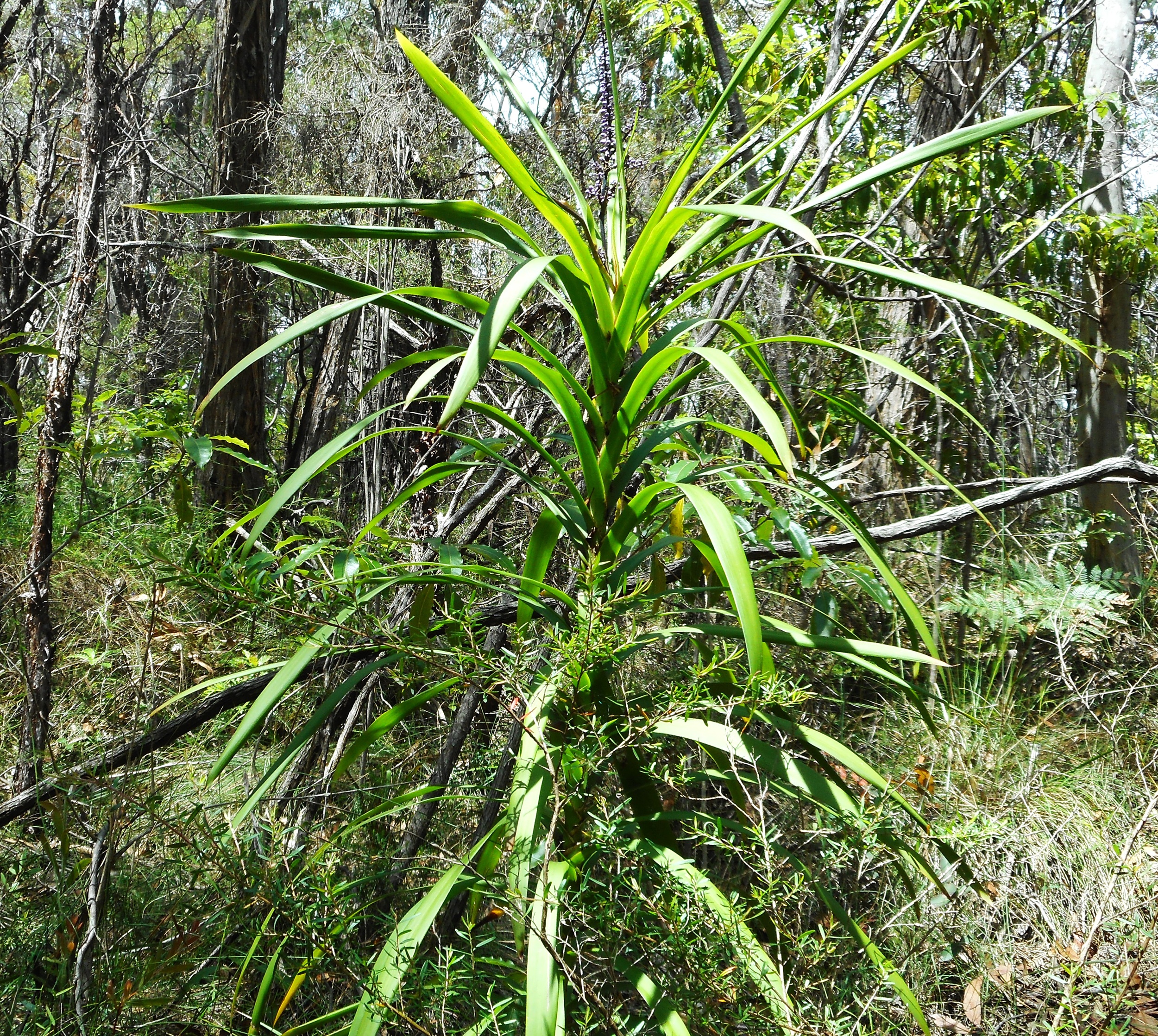 Cordyline infesting Lawson bushland