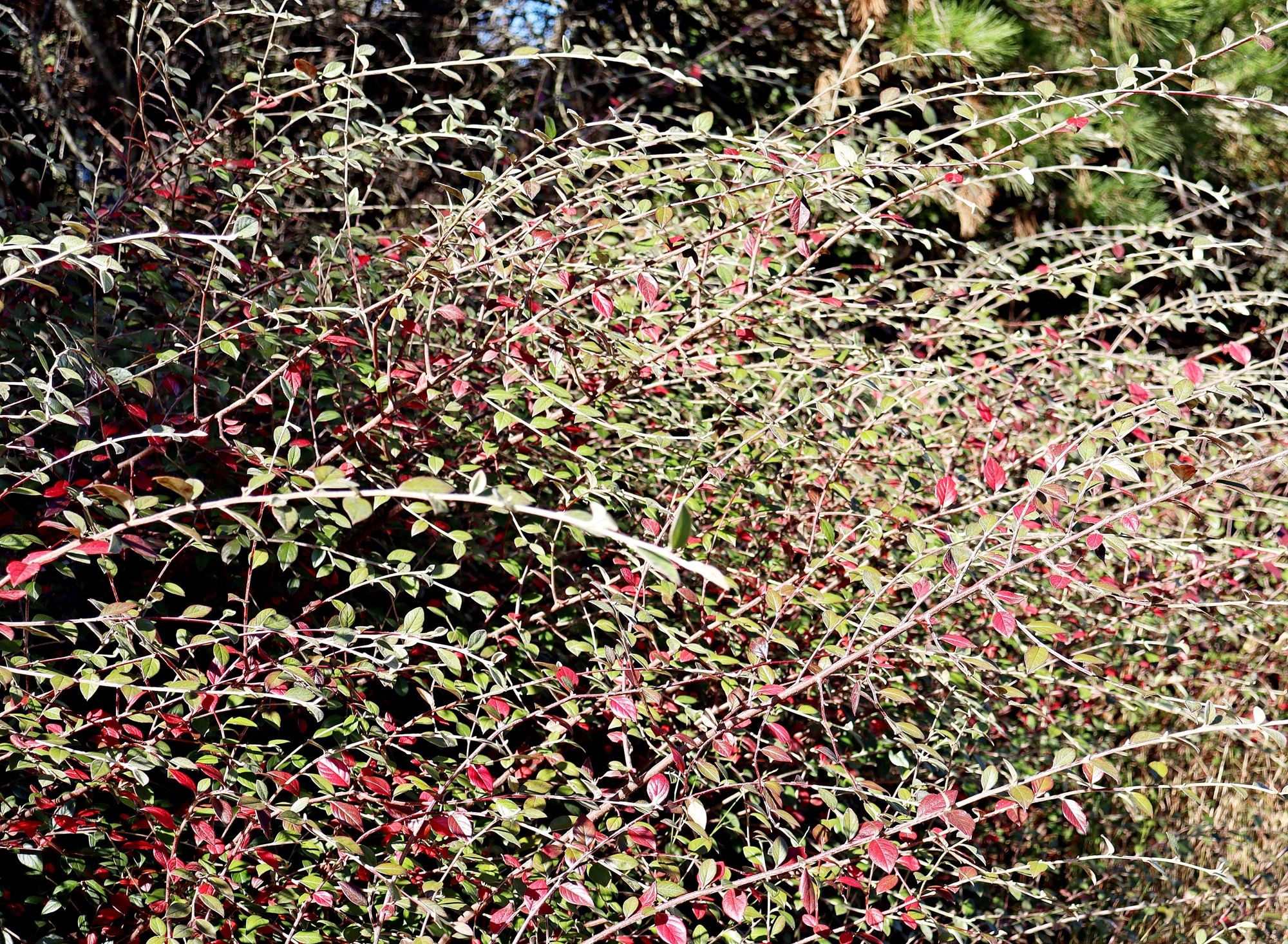 Cotoneaster Leura