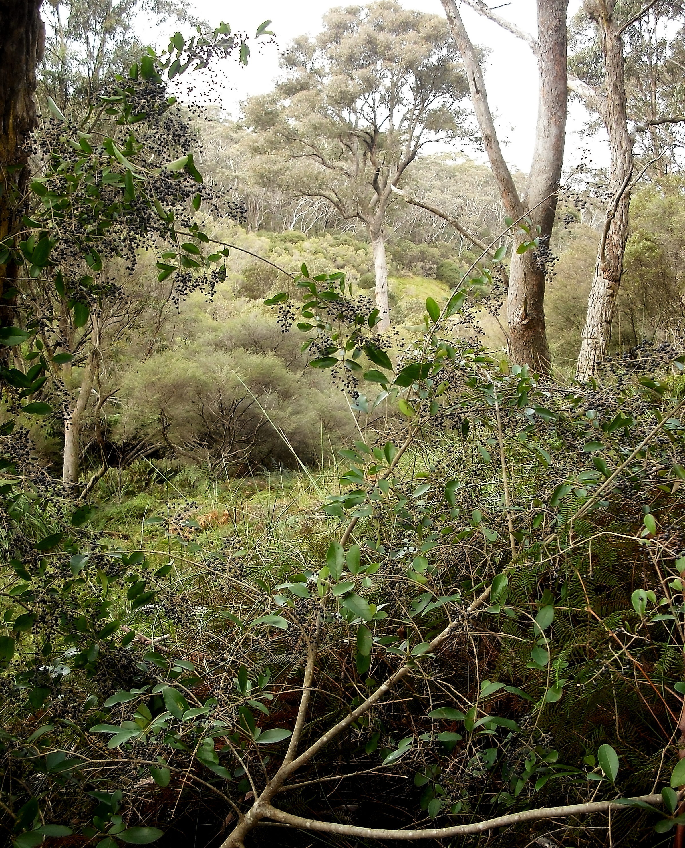 Privet infesting Leura Falls Creek