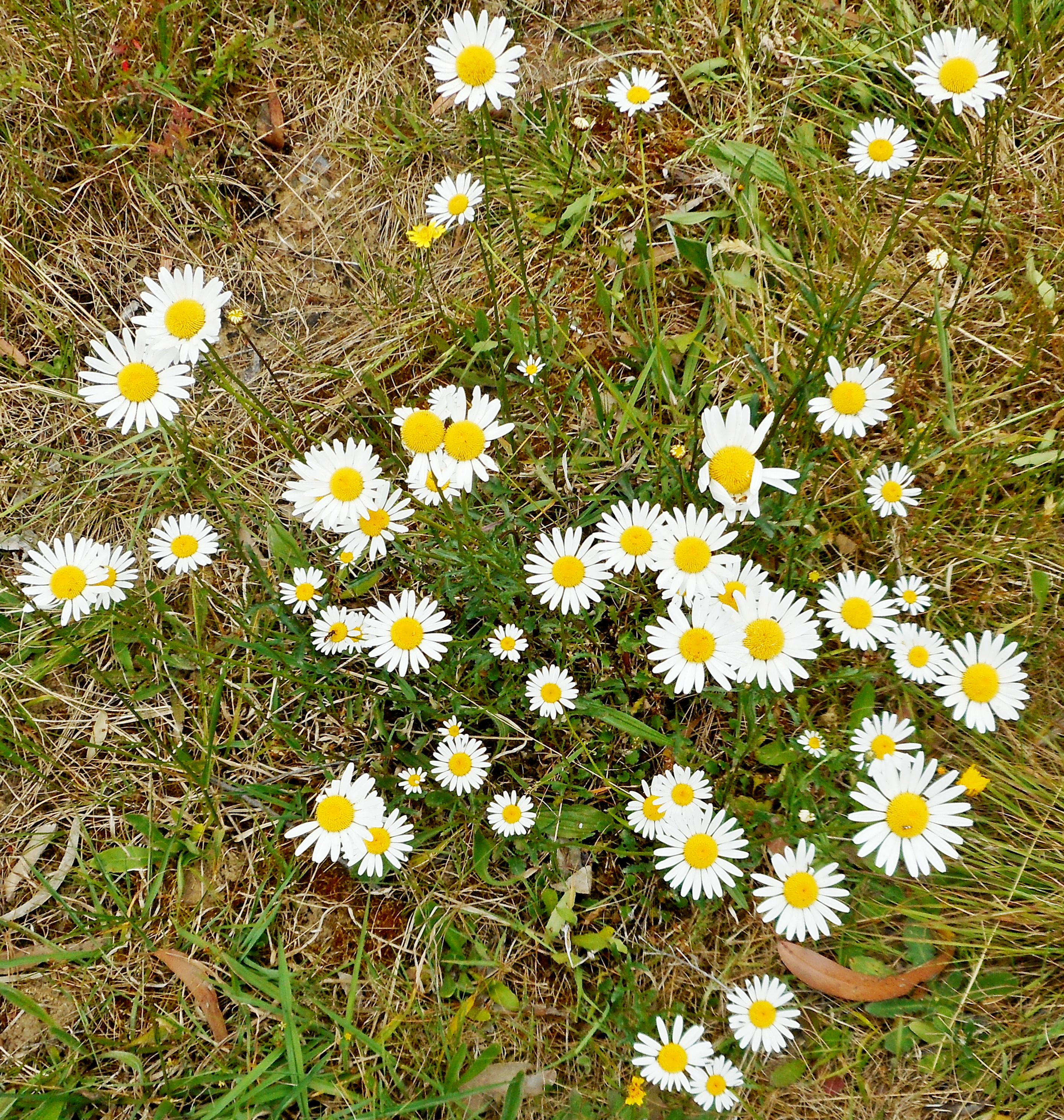 Ox-eye Daisy Wentworth Falls