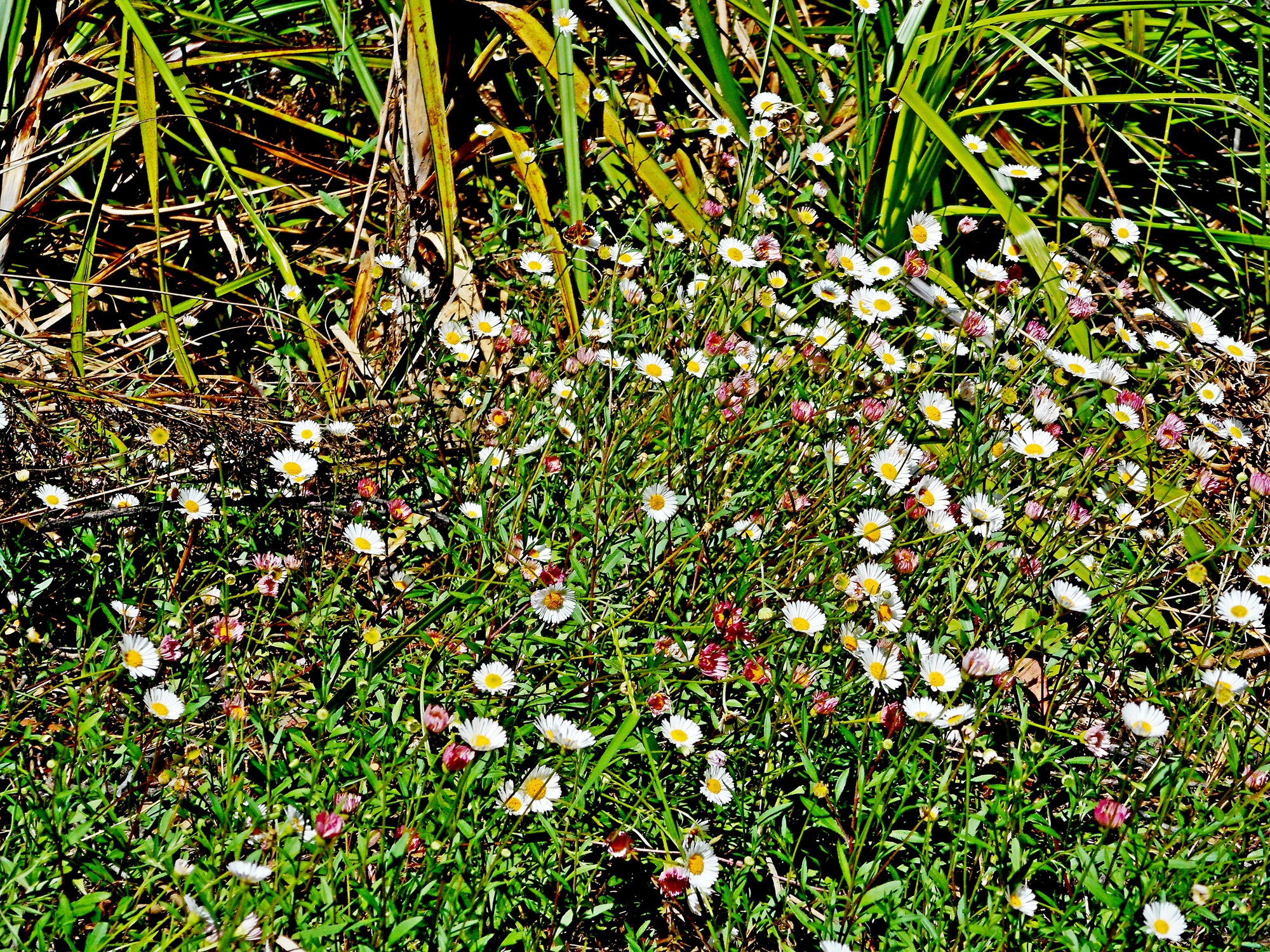 Seaside Daisy infesting peat swamp Hazelbrook