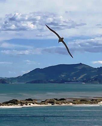 Northern Royal Albatross in flight (Marilyn Kraus)