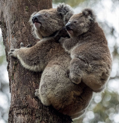 Koala & joey