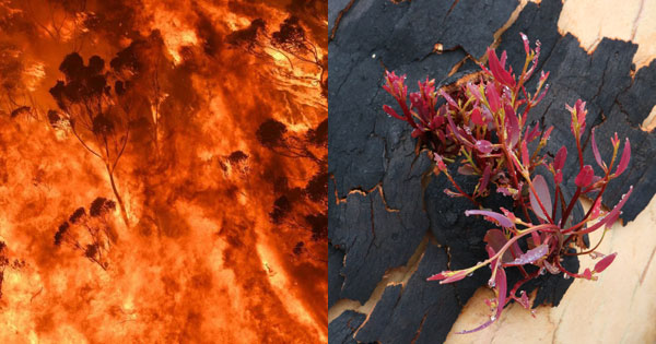 Bushfire & Scribbly Gum regrowth