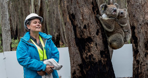 Dr. Kellie Leigh releasing koalas