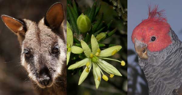 Brush-tailed Rock‑wallaby, Leionema lachnaeoides and Gang-gang Cockatoo