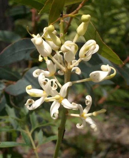 Lomatia Silaifolia