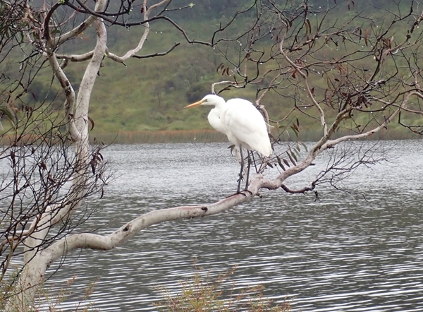 Great Egret at Wentworth Falls Lake