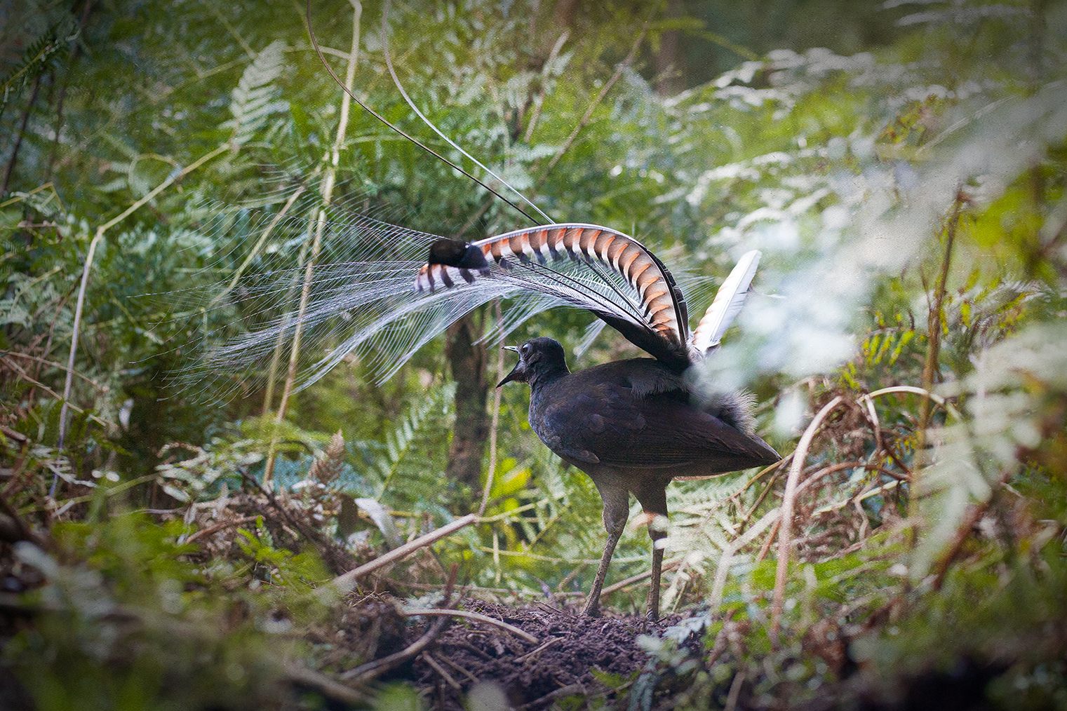 The Message of the Lyrebird