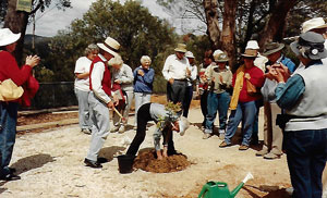 Grete Vanry planting a Sydney Peppermint