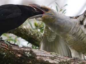 Currawong feeding a baby Channel-billed Cuckoo