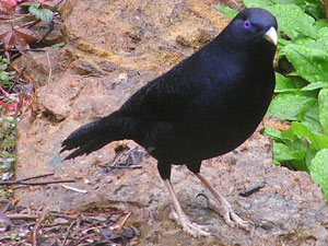 male Satin Bowerbird