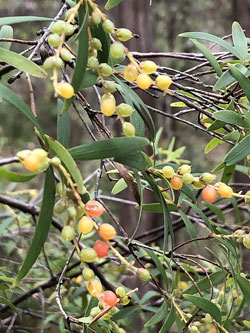 Leucopogon lanceolatus in fruit