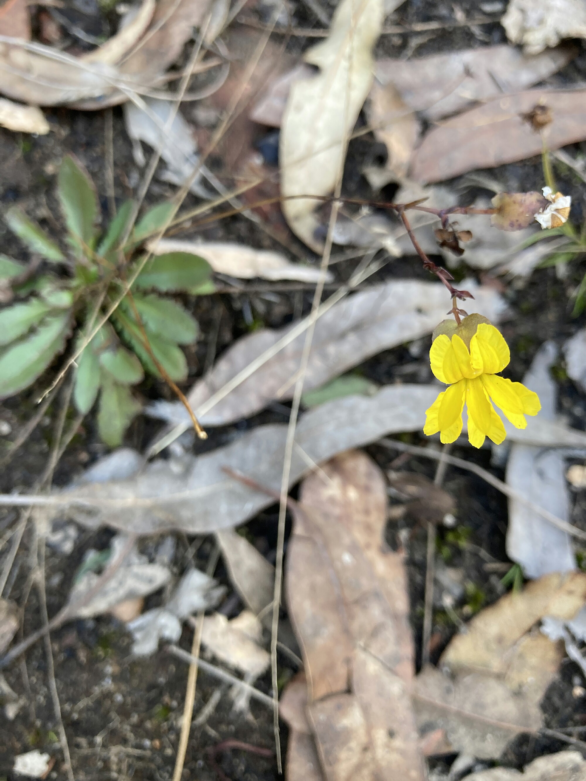 <i>Goodenia caroliniana</i> (Jill Dark)