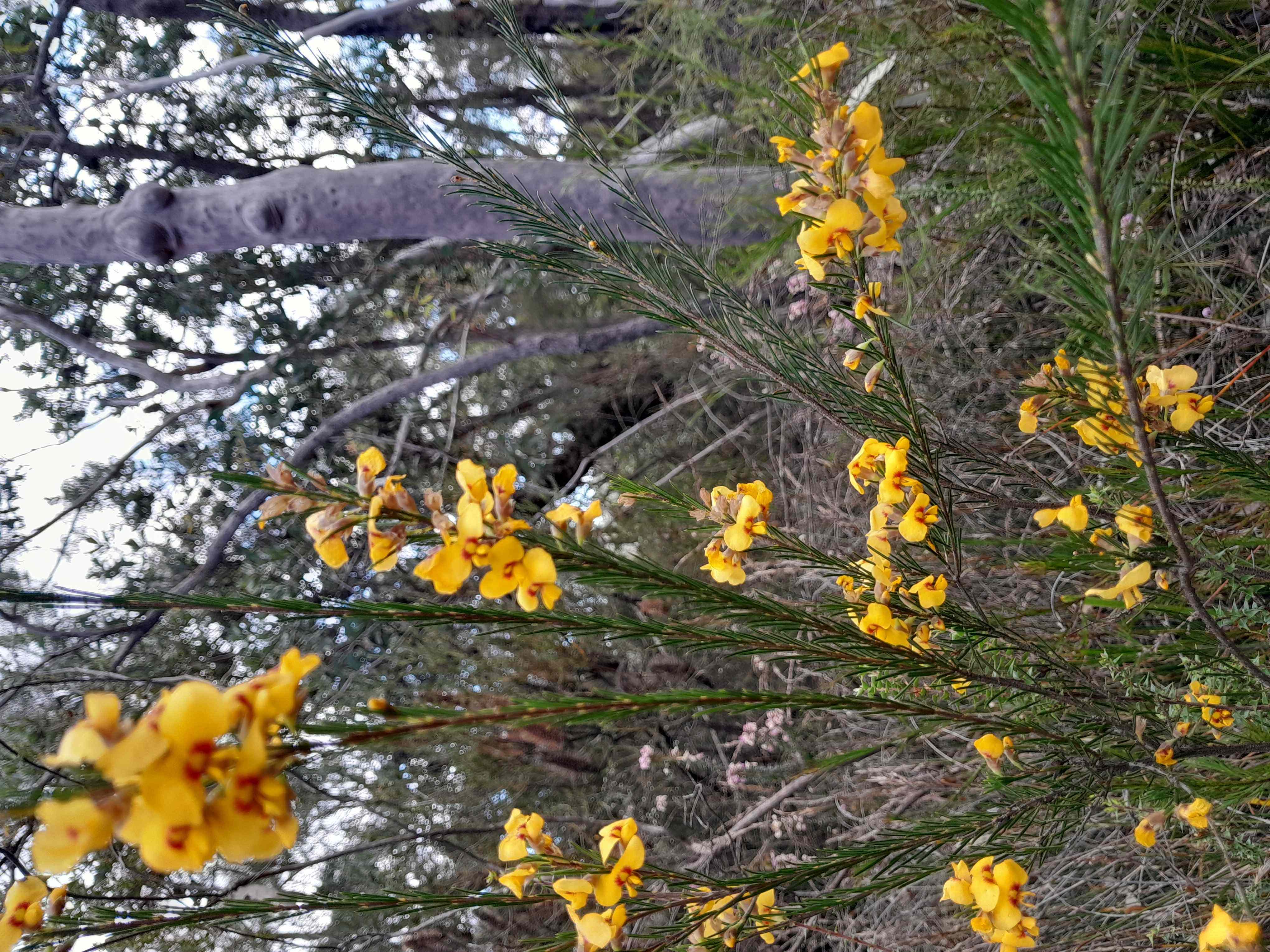 <i>Dillwynia elegans</i> (Jo Newman)
