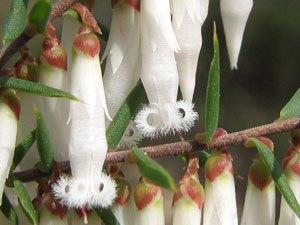 Leucopogon fletcheri ssp fletcheri