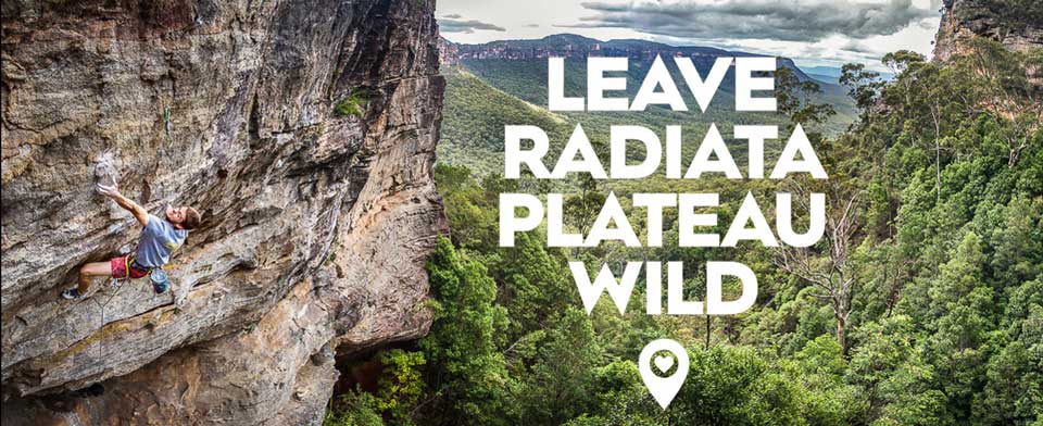Leave Radiata Plateau Wild