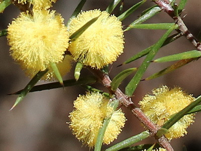 Acacia asparagoides