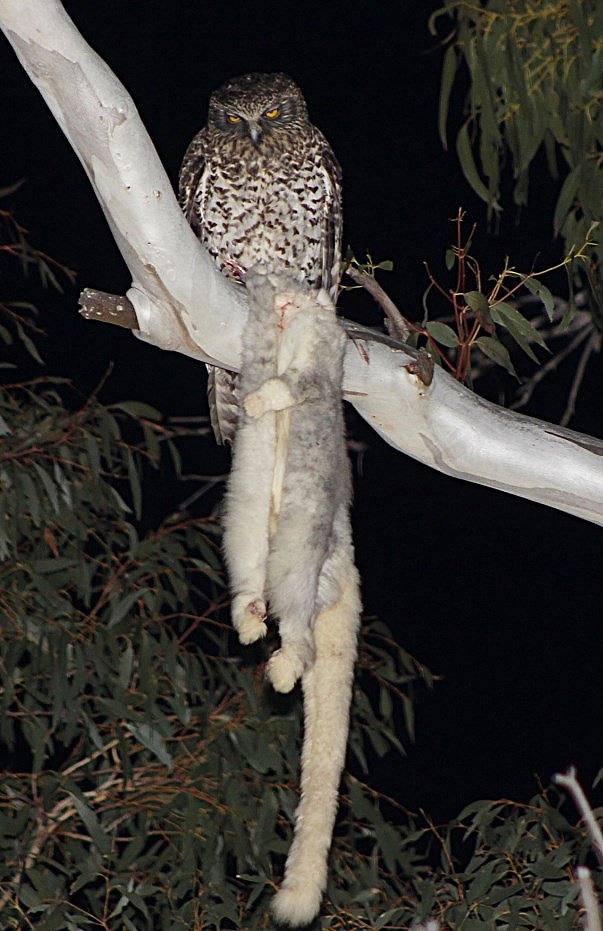 Powerful Owl with Greater Glider